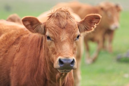 Picture of a cow