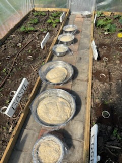 Hot House Dough